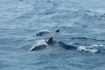 Delfini