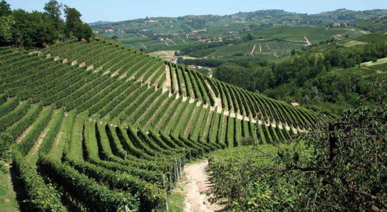 Piemont – dežela vina, tartufov in vrhunske kulinarike
