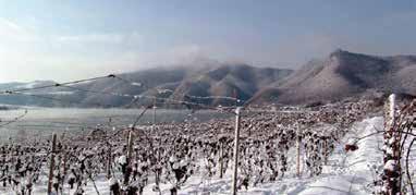 Icewine Valley
