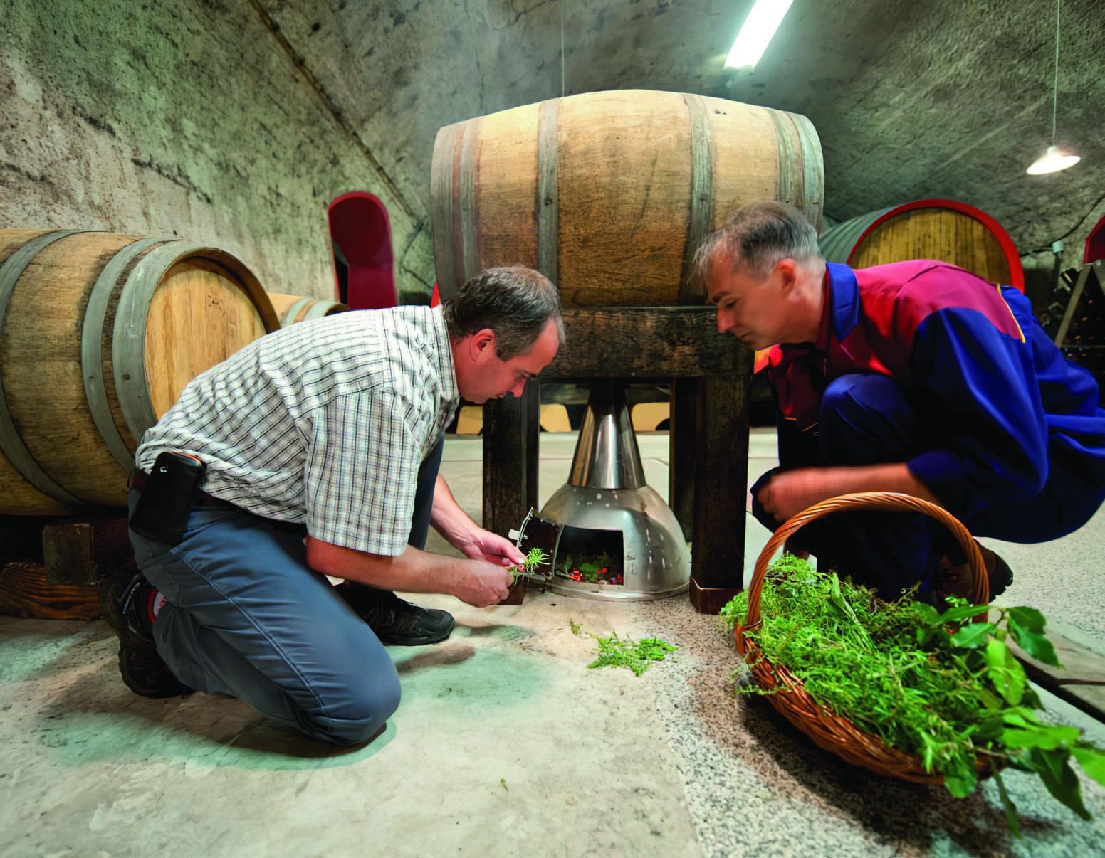 Med kurjenjem zelišč za sode vina Motnik