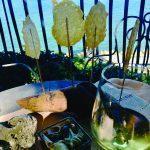 Casa Marchesan – Žusterna