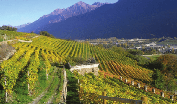 Alpski vinogradi