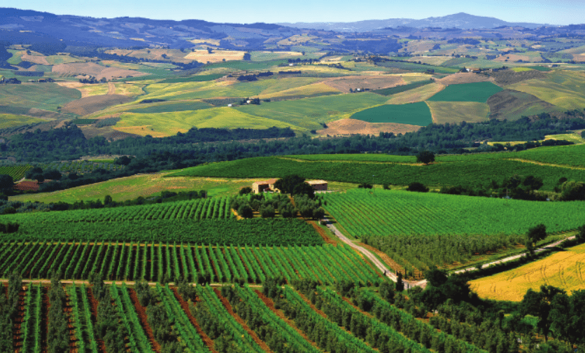Vinogradi v okolici Montalcina.PNG