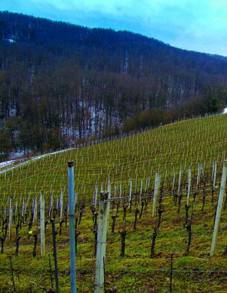 Vina za moj okus: Colnar