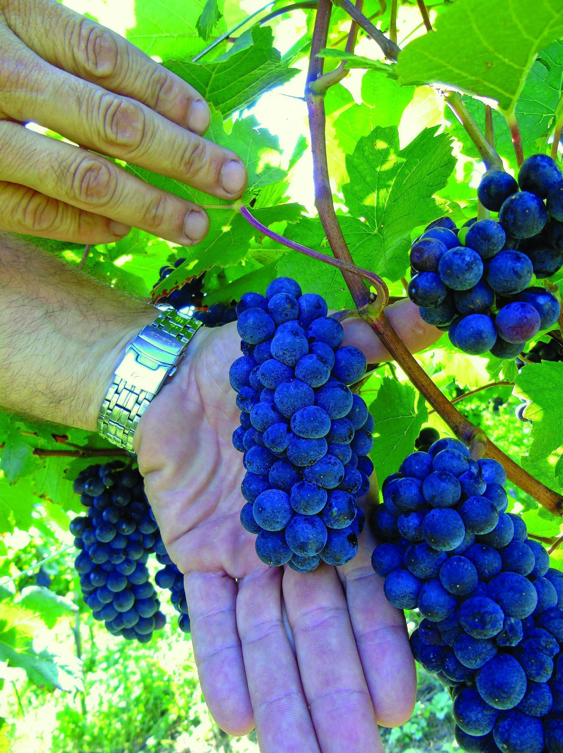 modri pinot