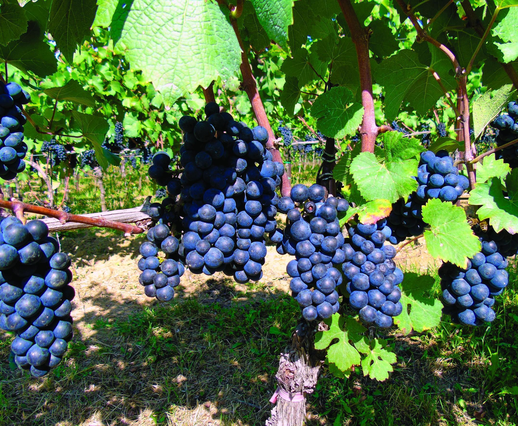 modri pinot