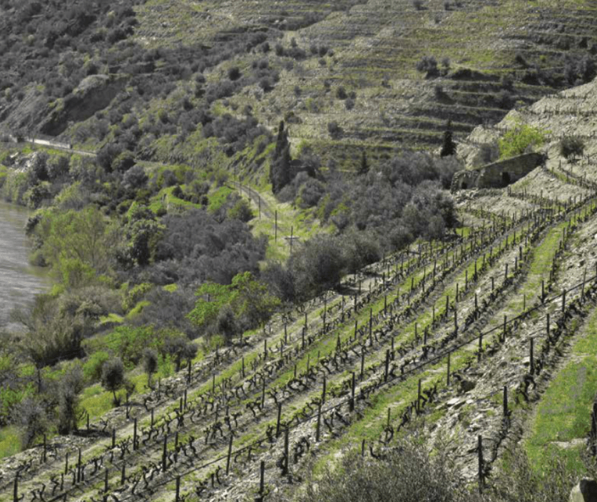 Strmi vinogradi za portovce