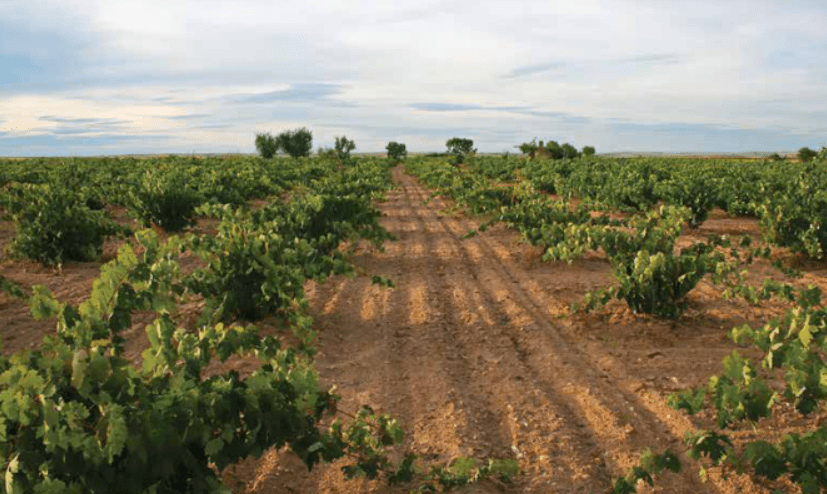 Toro - več kot 100 let stari vinogradi na mivkastih tleh