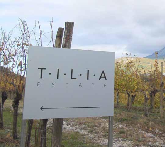 tilia