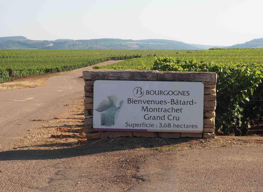 Batard montrachet je res najmanjši grand cru vinograd v Burgundiji.