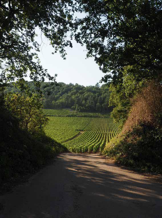 Po vožnji na hrib se odpre takšen pogeld na grand cru vinograd -tole je Corton Charlemagne Chambertain.