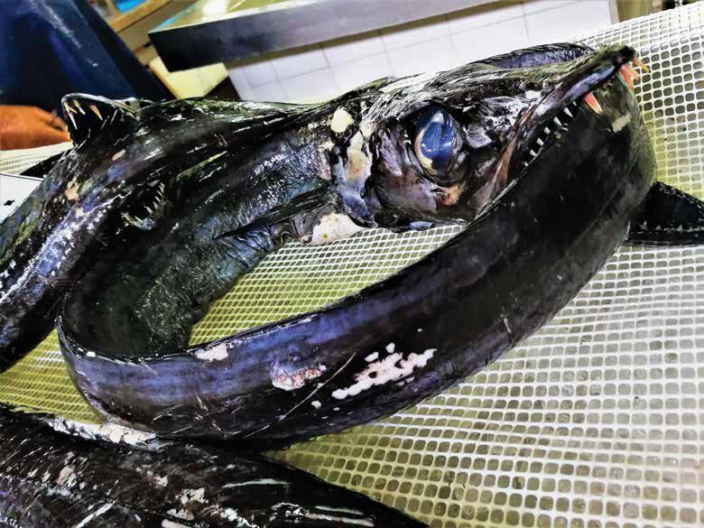 Pošast