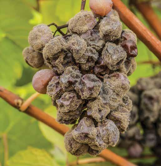 Z botritisom okužene grozdne jagode so osnova odličnih sladkih vin