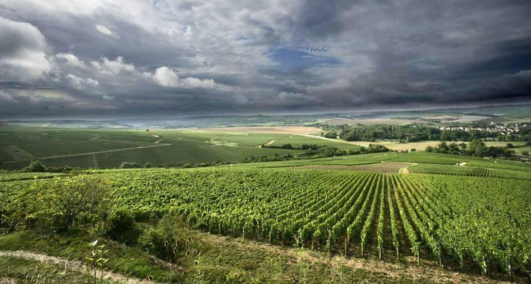 joseph Drouhin