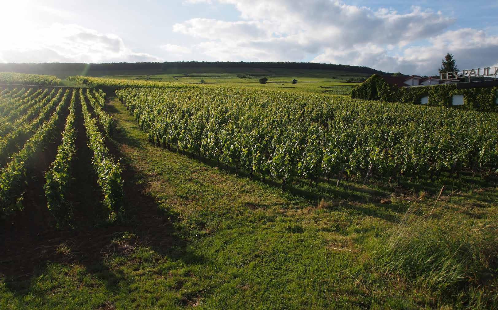 burgundija