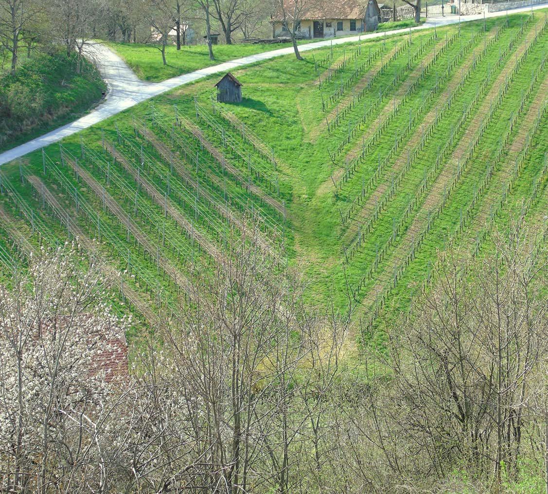 Lično urejeni vinogradi v zgodnji pomladi.