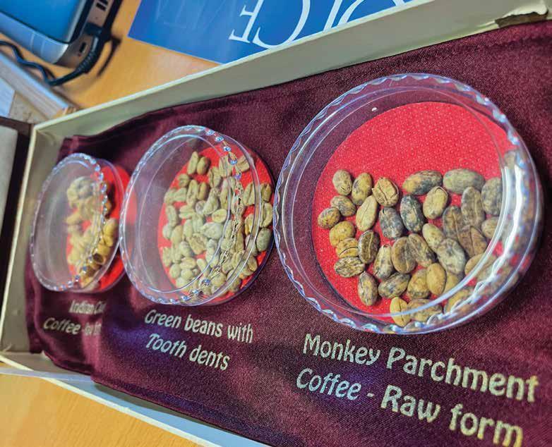 Vzorci zrn kave kopi luwak