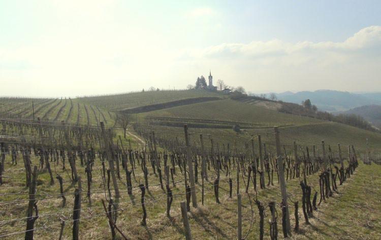 Vinograd