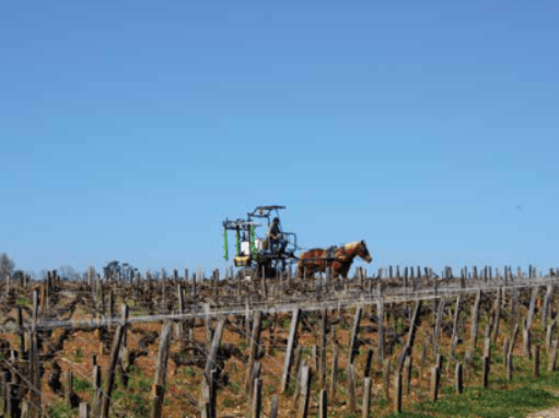 Konjska vprega na posestvu Pontet - Canet