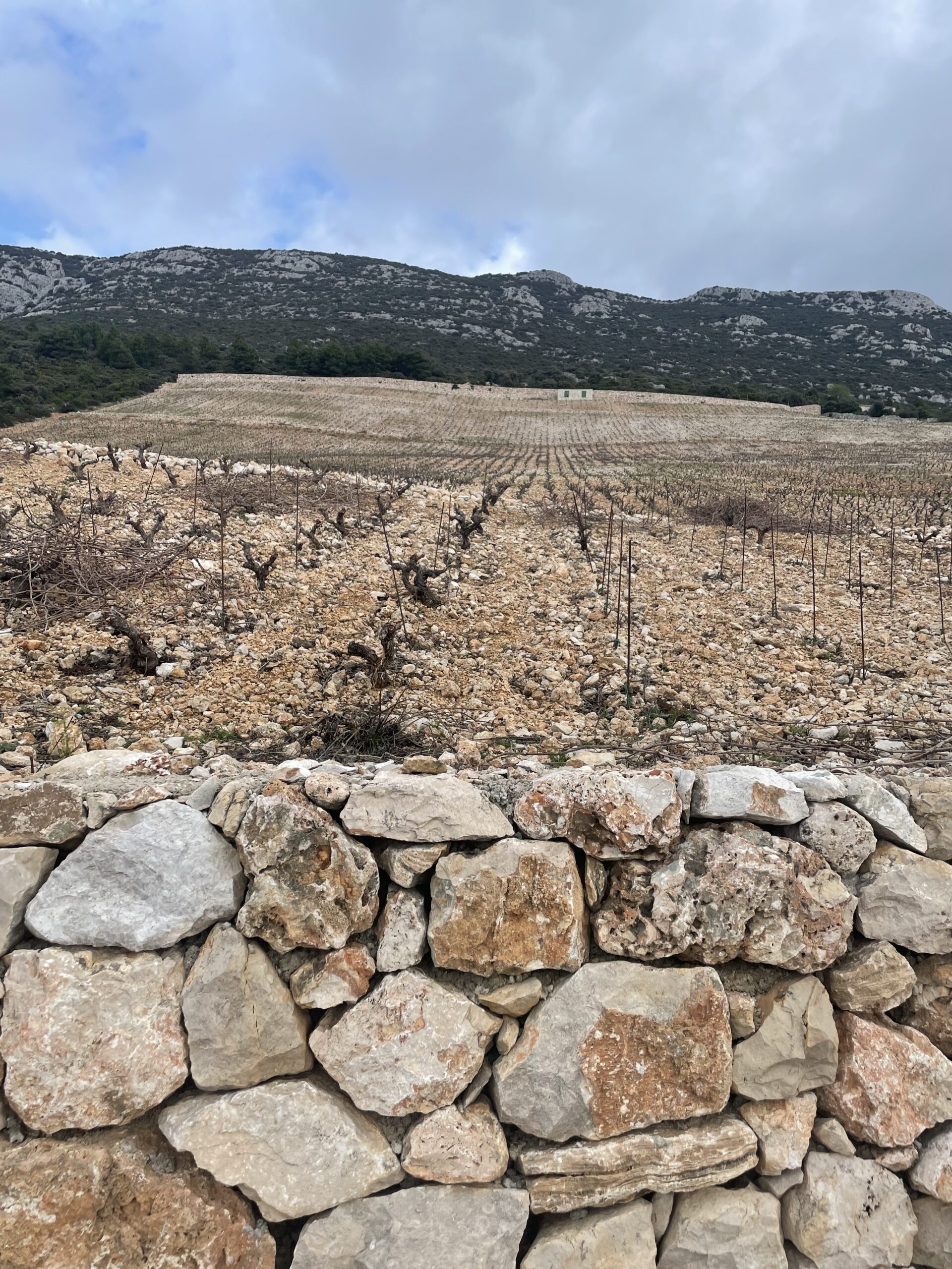 Del vinograda Dingaća kleti Skaramuča