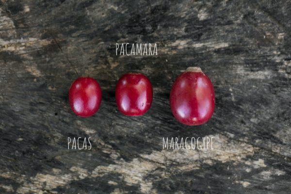 Pacamara