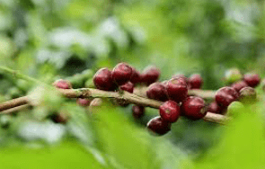 Sudan Rume
