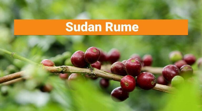 Sudan Rume