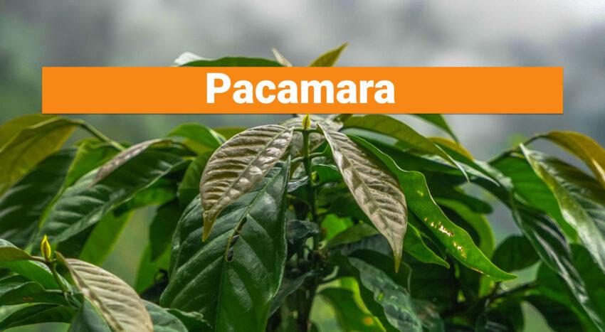 Pacamara