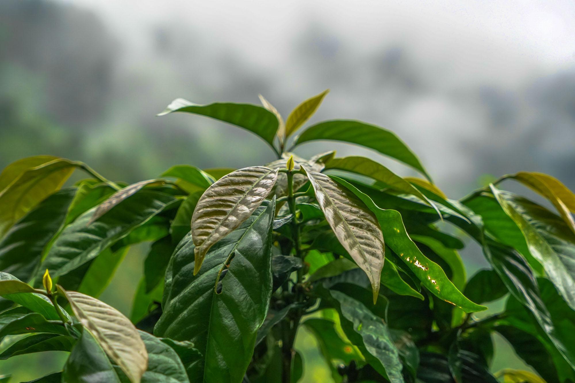 Pacamara