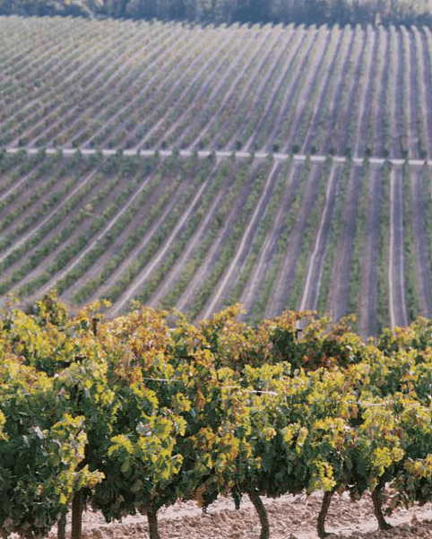 Ribera del Duero