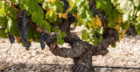Ribera del Duero 
