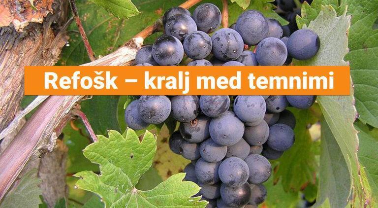 Refošk – kralj med temnimi