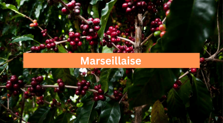 Marseillaise