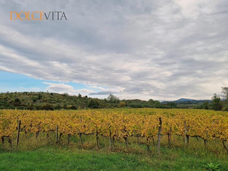 Vinarstvo Marinič,  <br> briško – burgundska pravljica