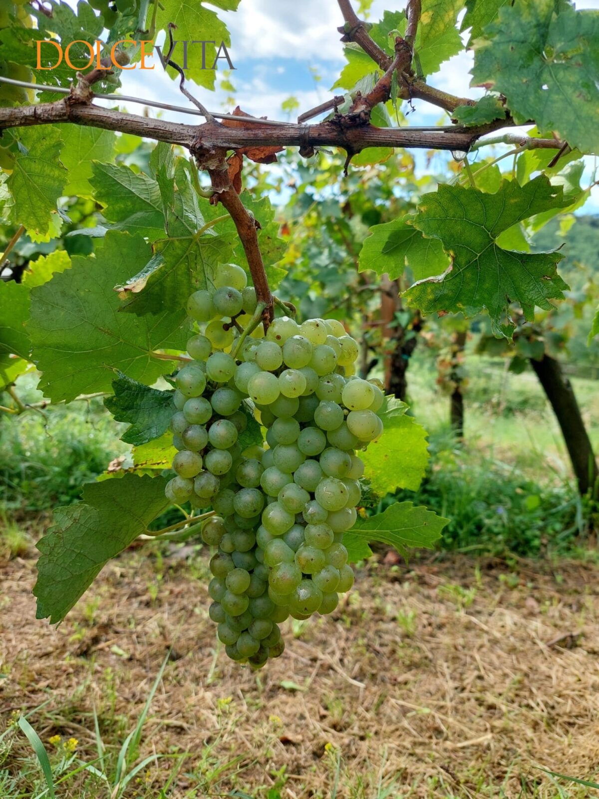 Vinarstvo Štrukelj