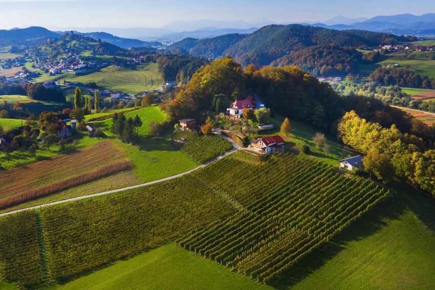 Foto: Vinarstvo Glavač