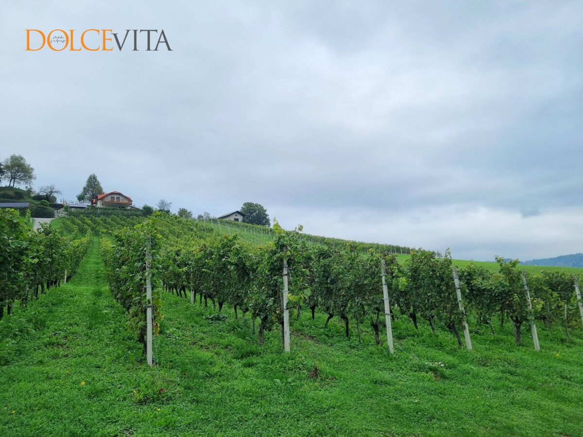 Glavač
