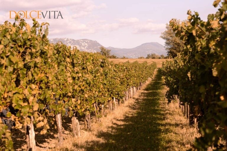 Vinarstvo Mihelj, <br>svetla prihodnost slovenskega vinarstva
