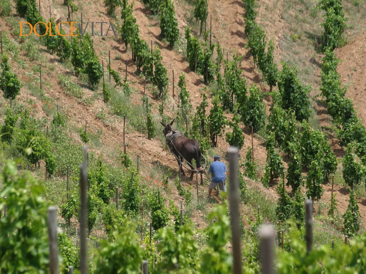 Ekološko kmetovanje – z oslom v vinograd; pri nas pa samo brez žvepla.