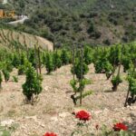V 150 let starem vinogradu garnache.