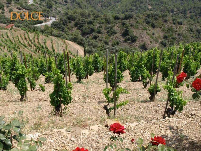 V 150 let starem vinogradu garnache.