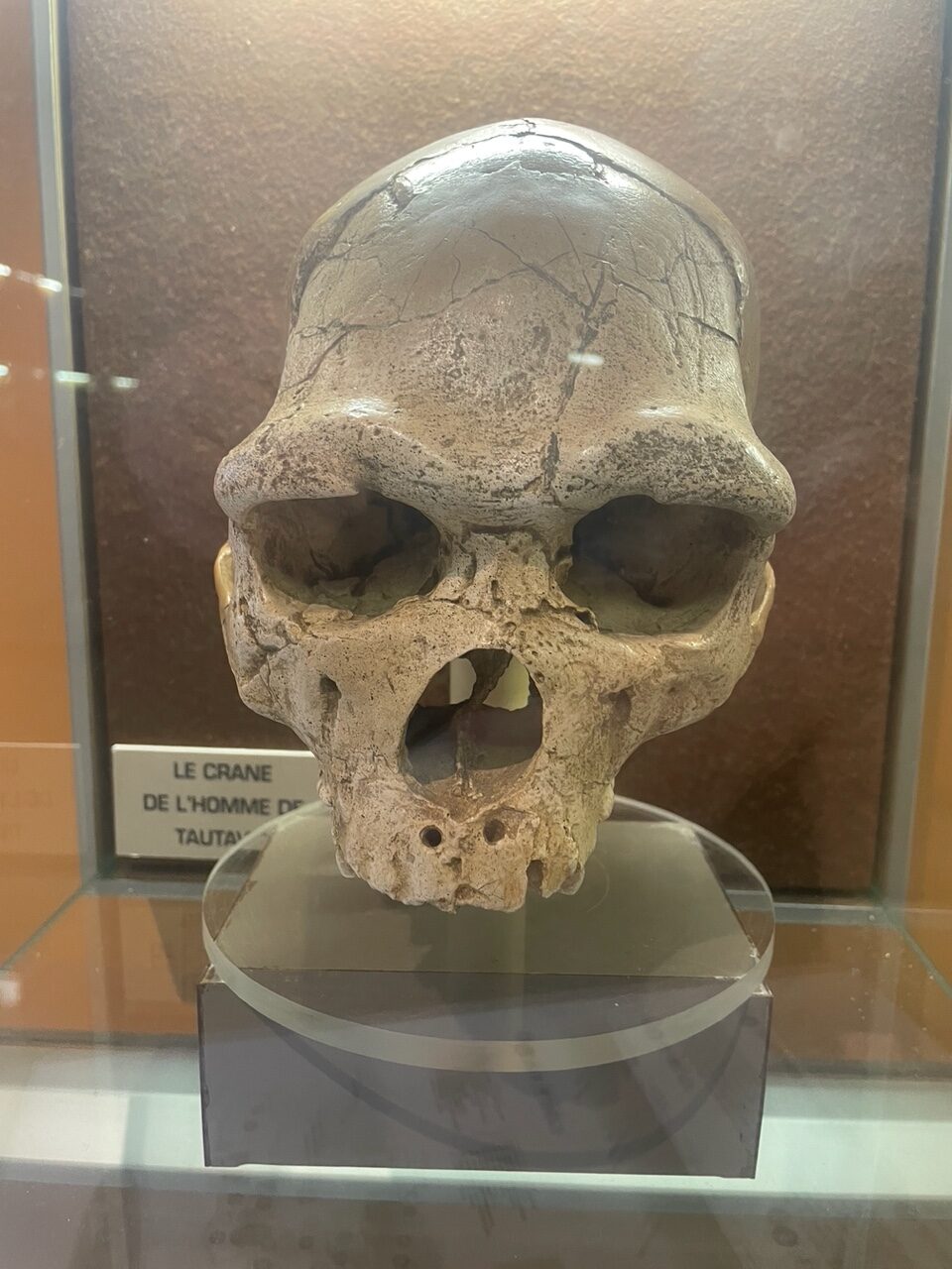 Homo erectus iz Tautavela