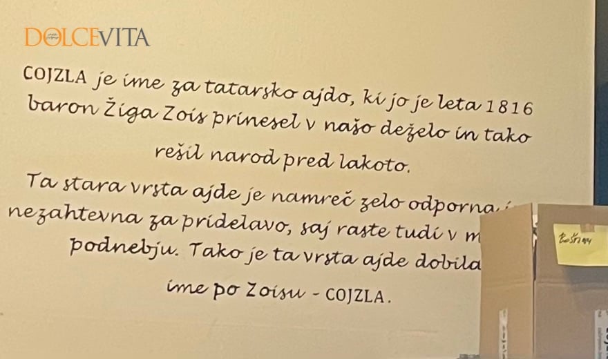 Kaj je Cojzla?